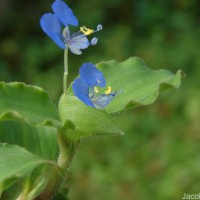 Commelina benghalensis L.